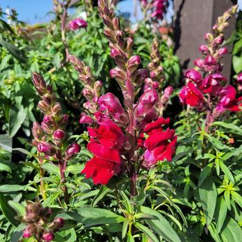 Antirrhinum majus