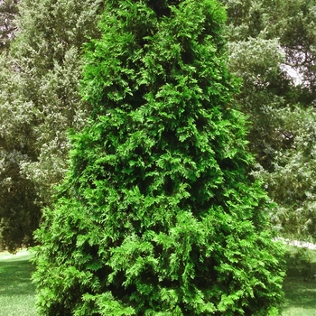 Thuja plicata x standishii 'BFC68' 