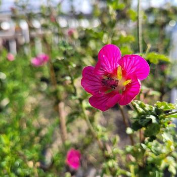 Anisodontea 'New Princess' 