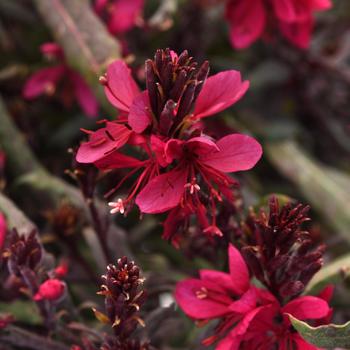 Gaura lindheimeri Belleza® Dark Pink Improved