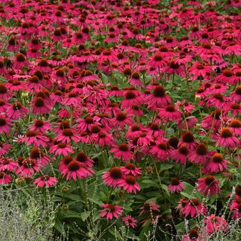 Echinacea 'Brilliant Rose' 