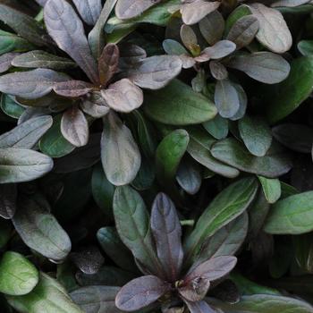 Ajuga reptans 'Chocolate Chip' 