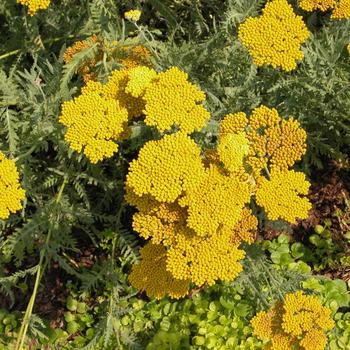 Achillea 'Coronation Gold'