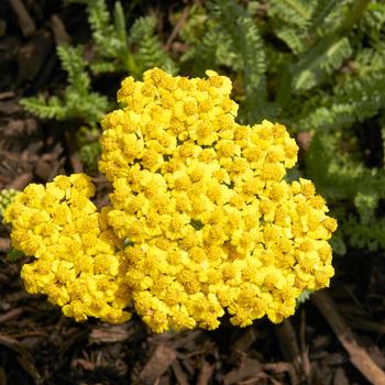 Achillea millefolium 'Little Moonshine'