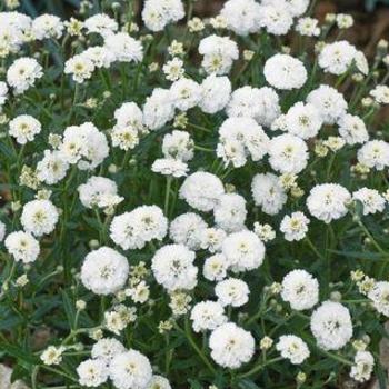 Achillea ptarmica 'Marshmallow'