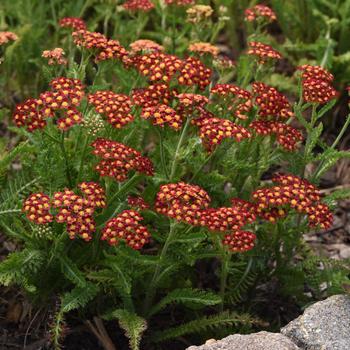 Achillea millefolium 'Florachre1' 