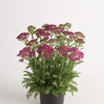 Achillea millefolium 'Florachro1' 