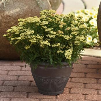 Achillea millefolium 'Florachyeo' PPAF