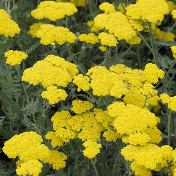 Achillea millefolium 'Moonshine' 