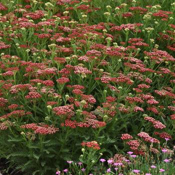 Achillea millefolium 'Balvinred' PP25618