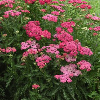 Achillea millefolium 'Balvinrose' PP25712