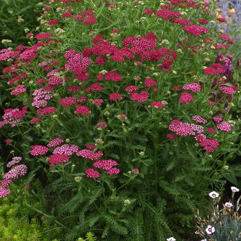 Achillea millefolium 'Balvinolet' 