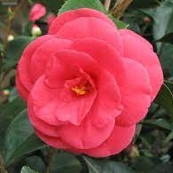 Camellia japonica 'Arctic Rose' 