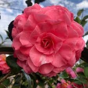Camellia japonica 'In the Pink' 