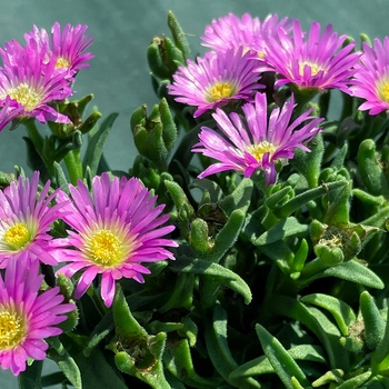 Delosperma 'Multiple Varieties' 