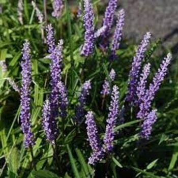 Liriope muscari 'Super Blue' 