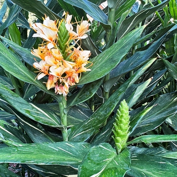 Hedychium coronarium (chrysoleucum)