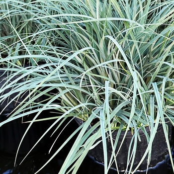 Carex flacca