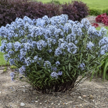 Amsonia hubrichtii 'Butterscotch' 