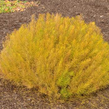 Amsonia ciliata var. tenuifolia 'Verdant Venture'