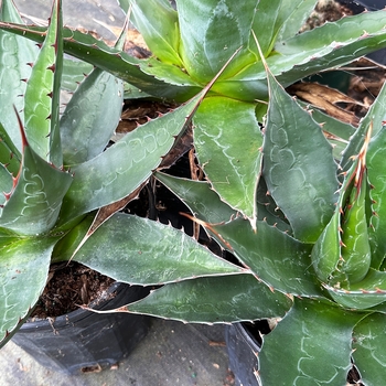 Agave montana