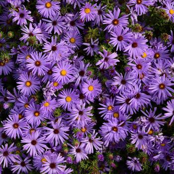 Aster 'Billowing Violet'