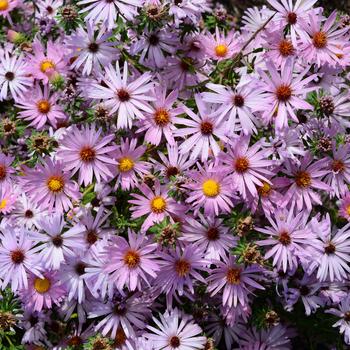 Aster oblongifolius 'Cotton Candy'