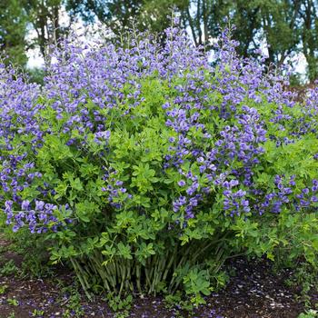 Baptisia australis 'Blue Mound' PP25902