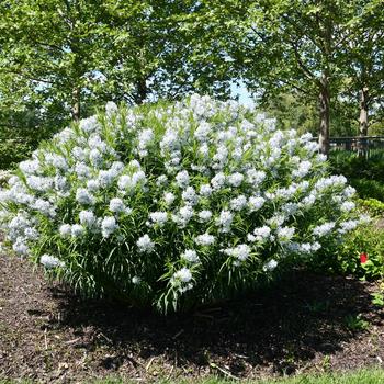 Amsonia 'Blue Behemoth' 