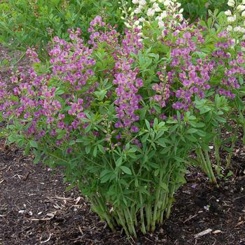 Baptisia 'Lavender Rose' PP25876