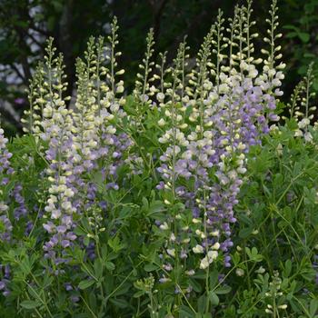 Baptisia 'Lunar Eclipse'