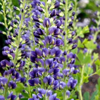 Baptisia 'Midnite' PP20432