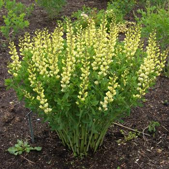 Baptisia PrairieBlues™ 'Mojito'