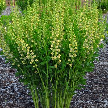 Baptisia 'Sandstorm' PP25926