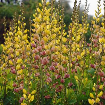 Baptisia Prairieblues™ 'Solar Flare'