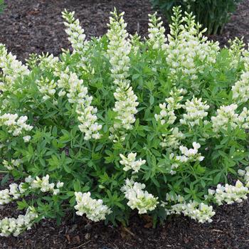 Baptisia PrairieBlues™ 'Spilled Buttermilk'