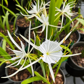 Hymenocallis lirisome
