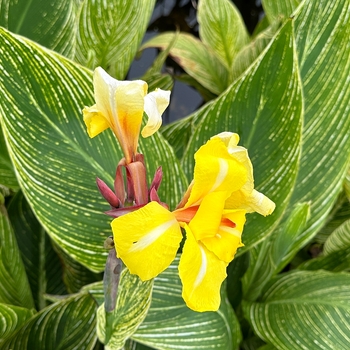 Canna 'Striped Beauty' 