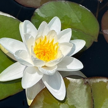 Nymphaea 'Virginalis' 