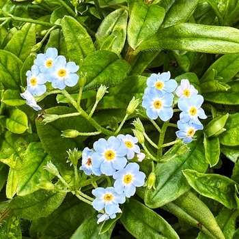 Myosotis 'Multiple Varieties' 