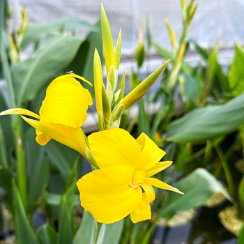 Canna glauca 'Ra' 