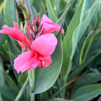 Canna glauca 'Erebus' 