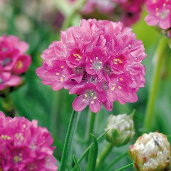 Armeria maritima 'Morning Star Deep Rose' 