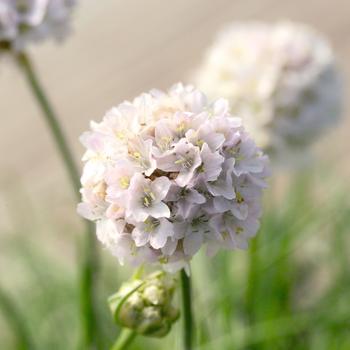 Armeria maritima 'Morning Star White'