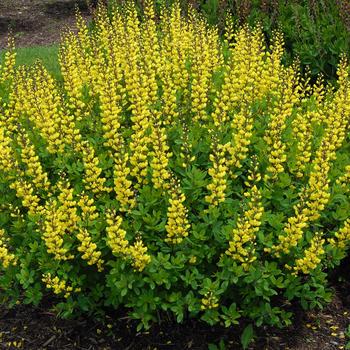 Baptisia PrairieBlues™ 'Sunny Morning'