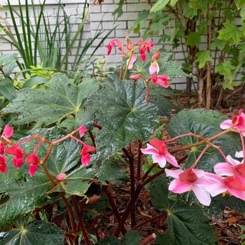 Begonia Lunar Lights™ 'Harvest Moon'