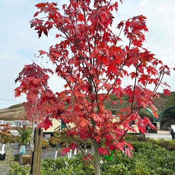 Acer x freemanii 'Autumn Blaze®' 