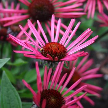 Echinacea 'Burgundy Fireworks'