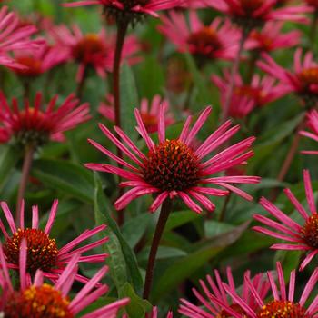 Echinacea 'Burgundy Fireworks' (247146)