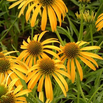 Echinacea Meadowbrite™ Mango 